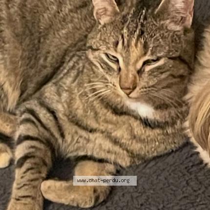 Photo 1/1 MAYA Chat perdu à Pessat villeneuve