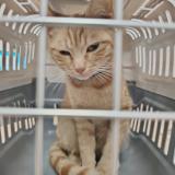 Photo de chat trouvé à Villepinte