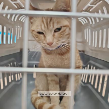 Photo 1/1 Chat trouvé Trouvé à Villepinte