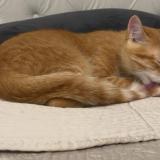 Photo de chat perdu à Bois Colombes