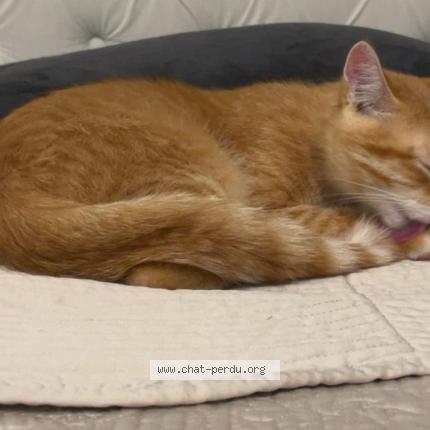 Photo 1/1 TChino Chat perdu à Bois colombes