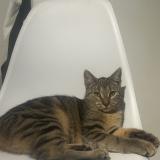 Photo de chat perdu à Reims