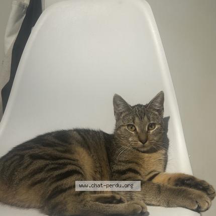 Photo 1/1 dana Chat perdu à Reims