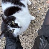 Photo de chat trouvé à Les Matelles