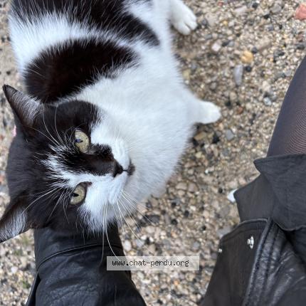 Photo 1/1 Chat trouvé Trouvé à Les matelles