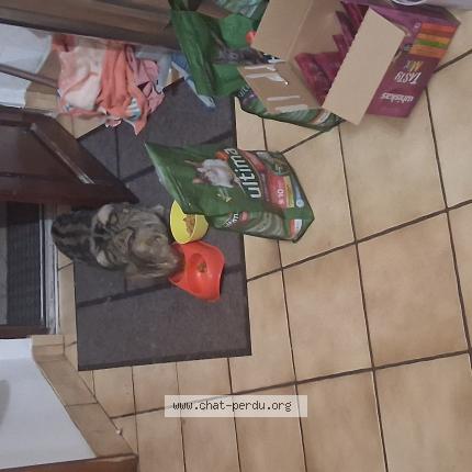 Photo 1/1 Chat trouvé Trouvé à Monestier D Ambel