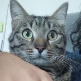 Photo de chat perdu à Martres Tolosane