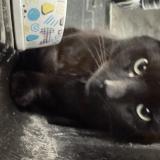 Photo de chat trouvé à Quito