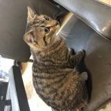 Photo de chat trouvé à Bruxelles