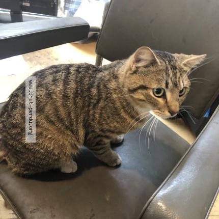 Photo 1/1 Chat trouvé Trouvé à Bruxelles