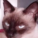 Photo de chat perdu à Meaux