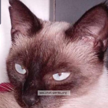 Photo 1/1 Blue Chat perdu à Meaux