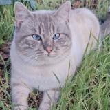 Photo de chat perdu à Les Velluire Sur Vendee