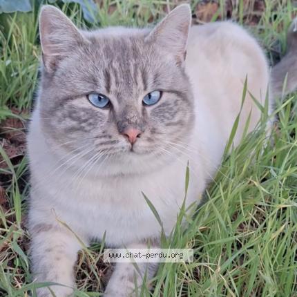 Photo 1/1 Bounthy Chat perdu à Les velluire sur vendee