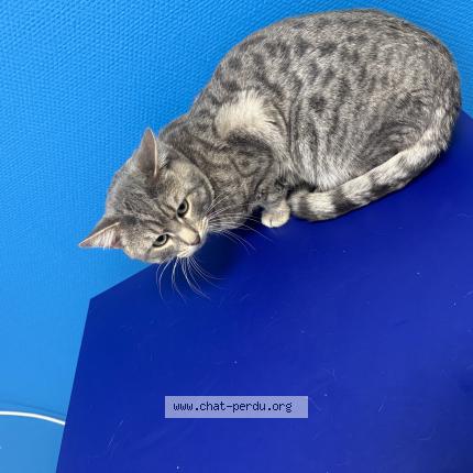 Photo 1/1 Nuage Chat perdu à Fortschwihr