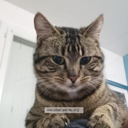 Photo 1/2 Kouki Chat perdu à Doue la fontaine