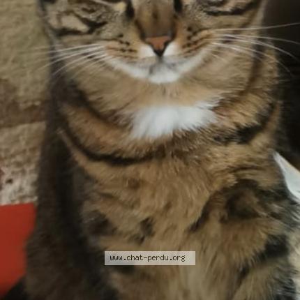Photo 2/2 Kouki Chat perdu à Doue la fontaine