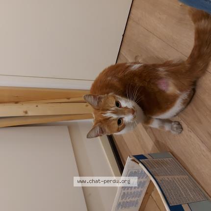 Photo de chat trouvé à Nantes