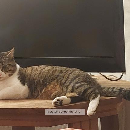 Photo 1/1 Tigrou Chat perdu à Toulouse