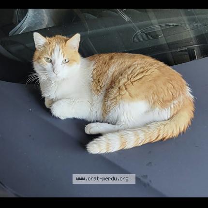 Photo 1/1 RS Chat perdu à Le luhier