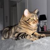 Photo de chat perdu à Epernay