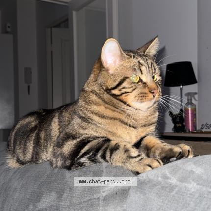 Photo 1/1 Hervé Chat perdu à Epernay