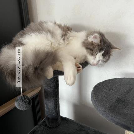 Photo 1/1 ACHILLE Chat perdu à Pouille