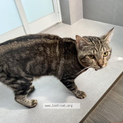 Photo 1/1 Chat trouvé Trouvé à Singapore