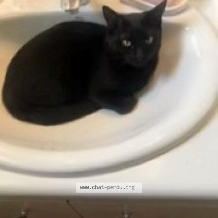 Photo 1/1 Nami Chat perdu à Voisins le bretonneux