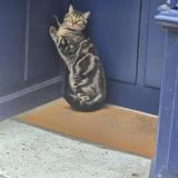 Photo de chat trouvé à Paris