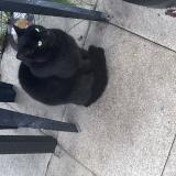 Photo de chat trouvé à Chartres