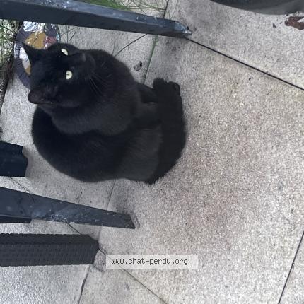 Photo 1/1 Chat trouvé Trouvé à Chartres