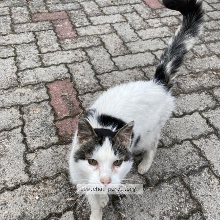 Photo 1/1 Chat retrouvé Trouvé à Cleurie