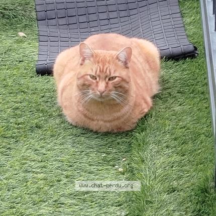 Photo 1/1 Chat retrouvé Perdu à Houilles