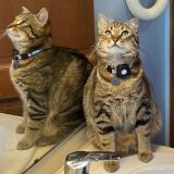 Photo de chat perdu à Jossigny