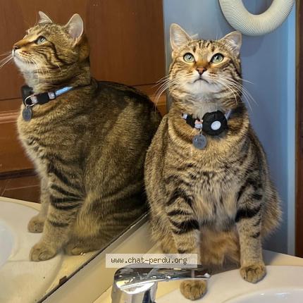 Photo 1/1 Luna Chat perdu à Jossigny