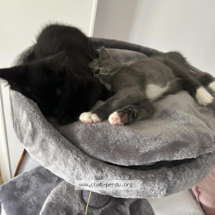 Photo 1/1 Milo Chat perdu à Saint julien