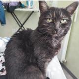 Photo de chat perdu à Le Mans