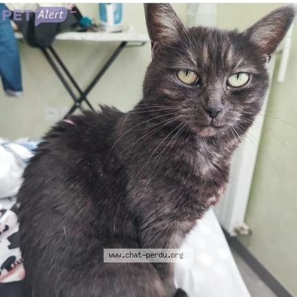 Photo 1/1 Miya Chat perdu à Le mans