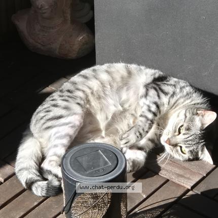 Photo 1/1 Tisha Chat perdu à Petit lancy