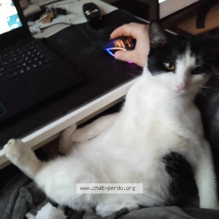 Photo 1/1 Gueko Chat perdu à Rennes