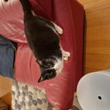 Photo de chat perdu à Metz