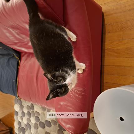 Photo 1/1 Atchoum Chat perdu à Metz