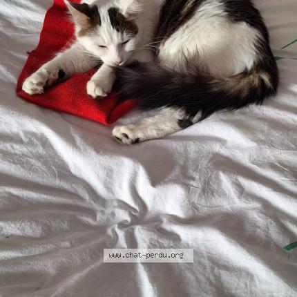 Photo 1/1 Tofu Chat perdu à Brindas