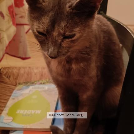 Photo 1/1 Chat trouvé Trouvé à Chatellerault