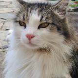 Photo de chat perdu à Saint Nicolas