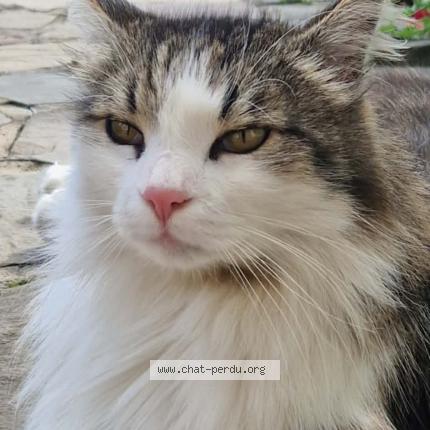 Photo 1/1 Pepito Chat perdu à Saint nicolas