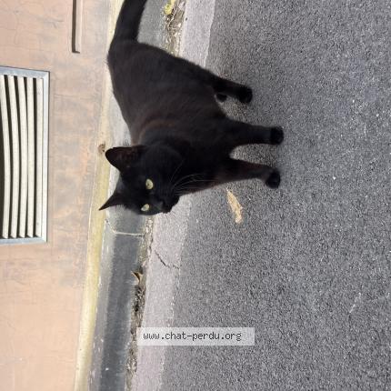 Photo 1/1 Chat trouvé Trouvé à Marseille