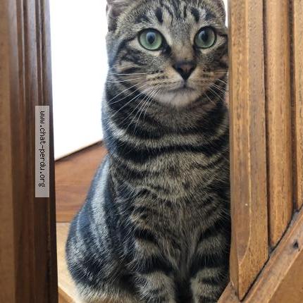 Photo 2/4 Hoshi Chat perdu à Le mans