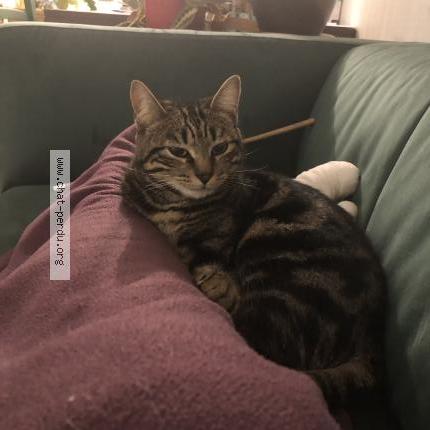 Photo 3/4 Hoshi Chat perdu à Le mans